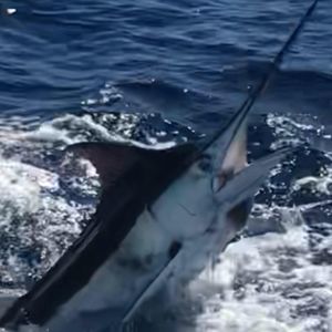 Meet your Posher, Chase